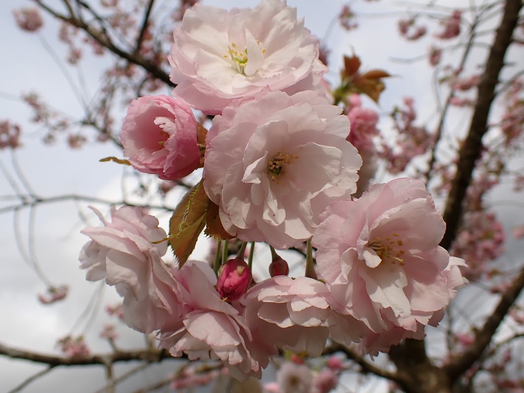 Prunus 'Ichiyo'