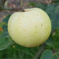 Apple 'White Joaneting' – Apple - Dessert - bareroot tree