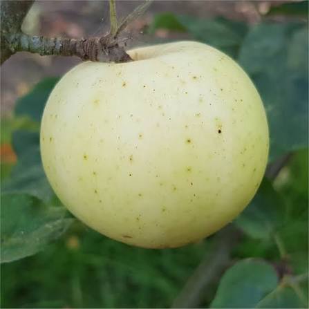 Apple 'White Joaneting' – Apple - Dessert - bareroot tree