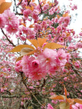 Prunus 'Kanzan'
