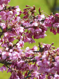 Prunus 'Kursar'