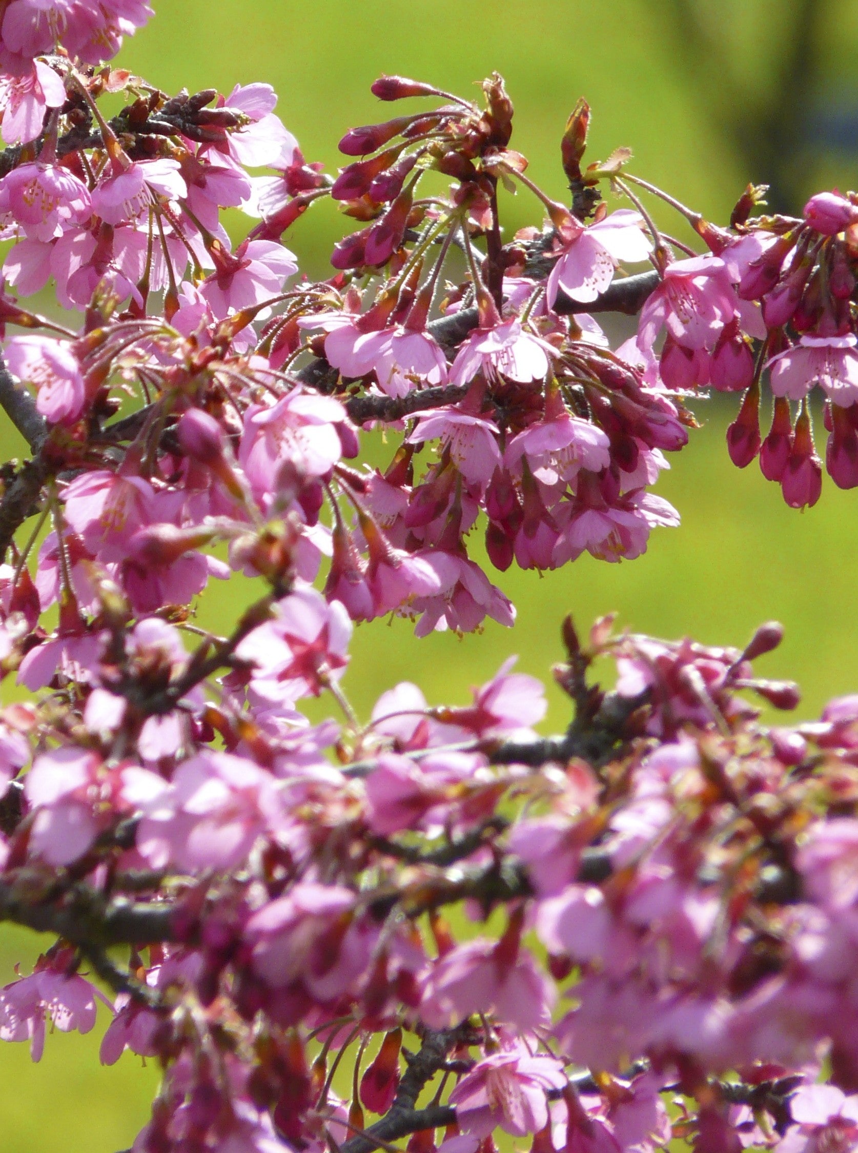Prunus 'Kursar'