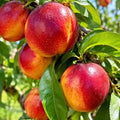 Nectarine 'Lord Napier'