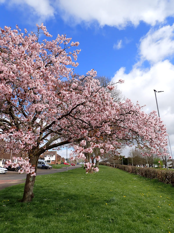Prunus 'Pandora'
