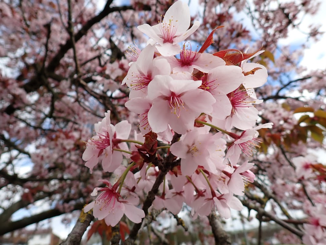 Prunus 'Pandora'