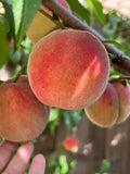 Peach 'Peregrine' - Peach- bareroot tree