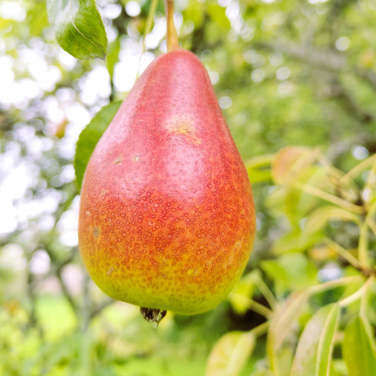 Pear 'Louise Bonne of Jersey' – Pear - Dessert - bareroot tree