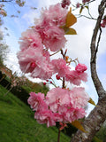 Prunus 'Pink Perfection'