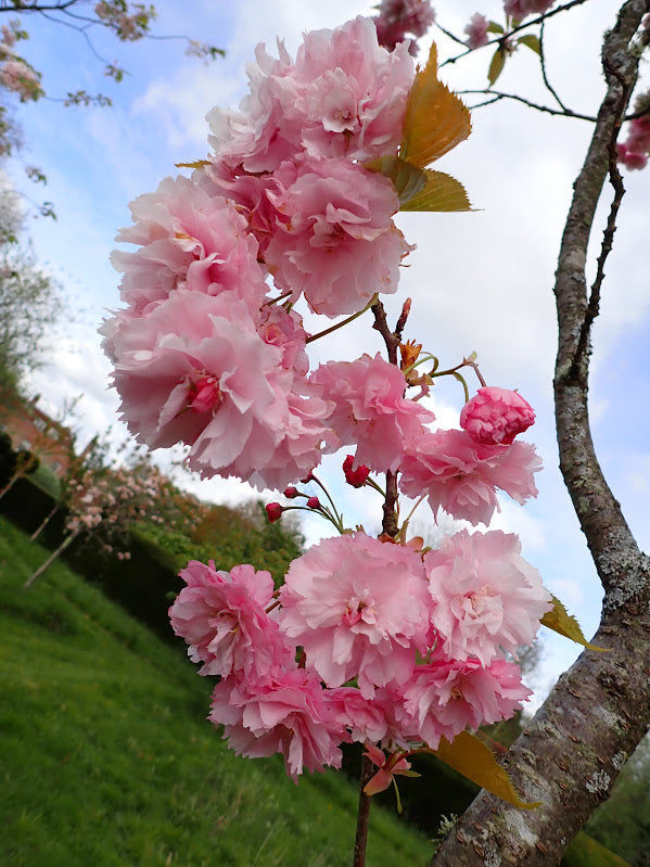 Prunus 'Pink Perfection'