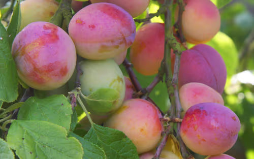 Plum 'Avalon' – Plum - Dessert - bareroot tree