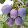 Plum 'Marjorie's Seedling' – Plum - Dual Purpose - bareroot tree