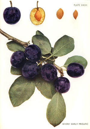 Plum 'River's Early'