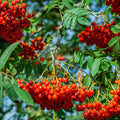 Sorbus aucuparia (Rowan)