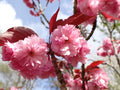 Prunus 'Royal Burgundy'