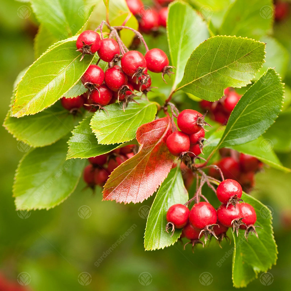 Crataegus 'Prunifolia' – bareroot tree