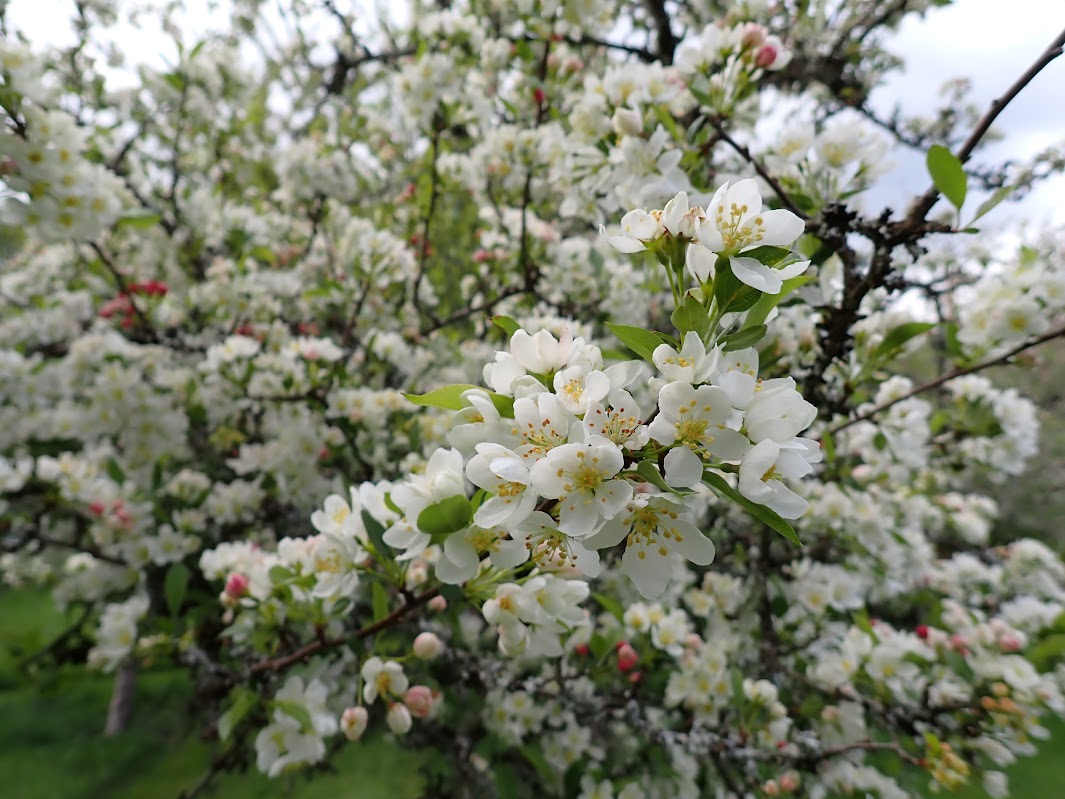 Malus sargentii 'Tina'