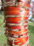 Prunus serrula