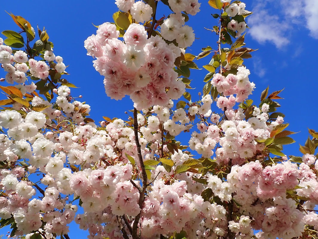Prunus 'Shirofugen'