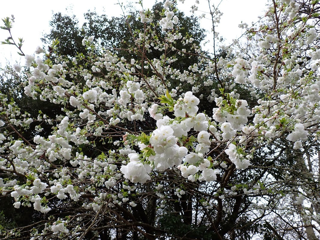 Prunus 'Shirotae'