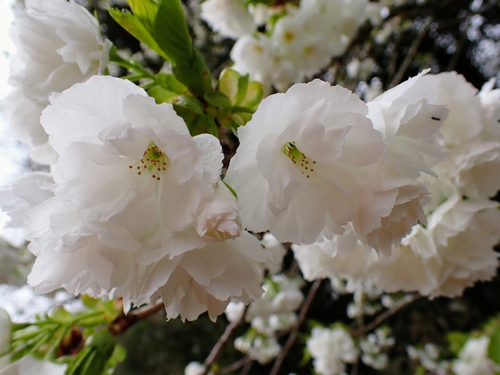 Prunus 'Shirotae'