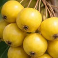 Malus sublobata