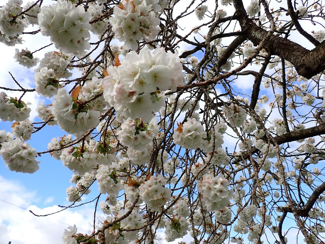 Prunus 'Taikhaku'