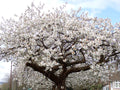 Prunus 'Taikhaku'
