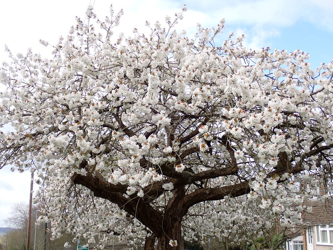 Prunus 'Taikhaku'