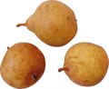 Perry Pear 'Thorn'