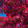 Malus toringo 'Scarlet'