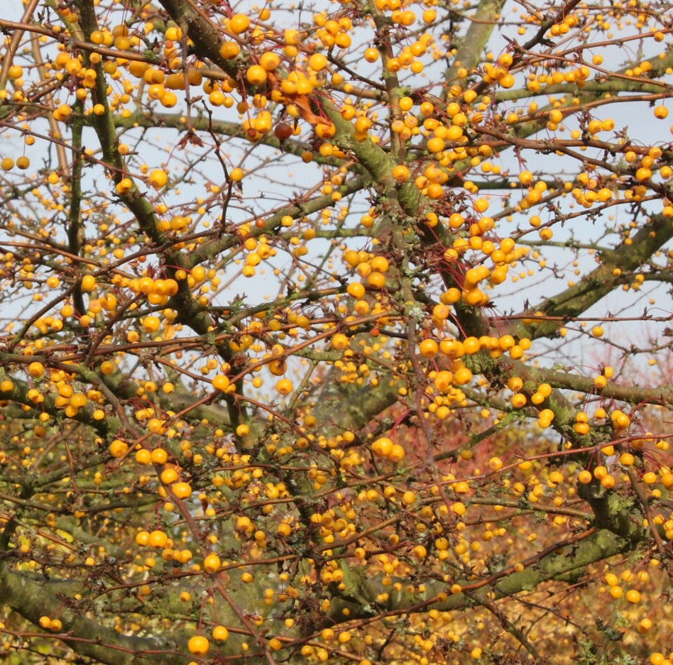 Malus transitoria