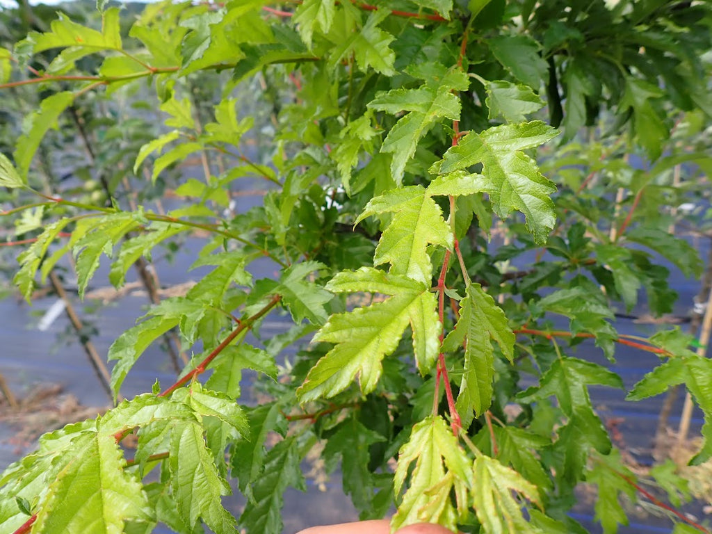 Malus transitoria