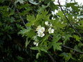 Malus trilobata