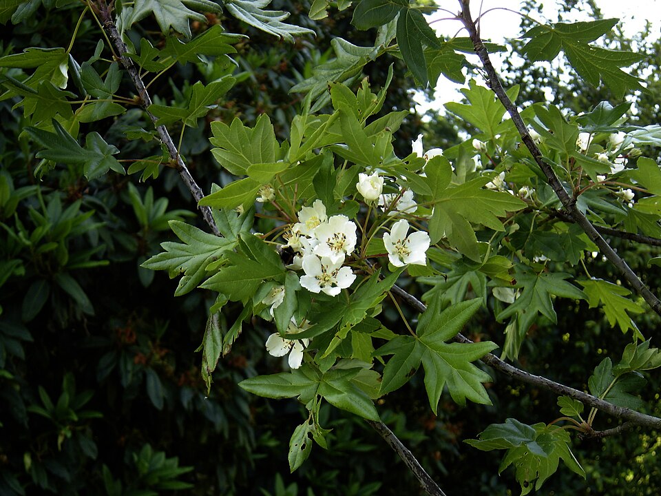 Malus trilobata