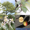 Malus tschonskii
