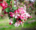 Malus 'Weeping Candied'