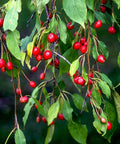 Malus 'Red Jade'