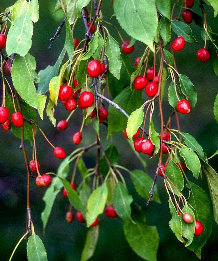 Malus 'Red Jade'