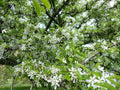 Malus 'White Star'