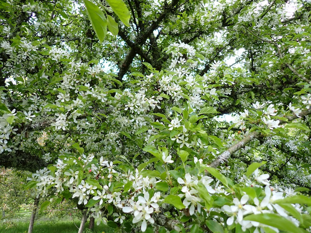 Malus 'White Star'