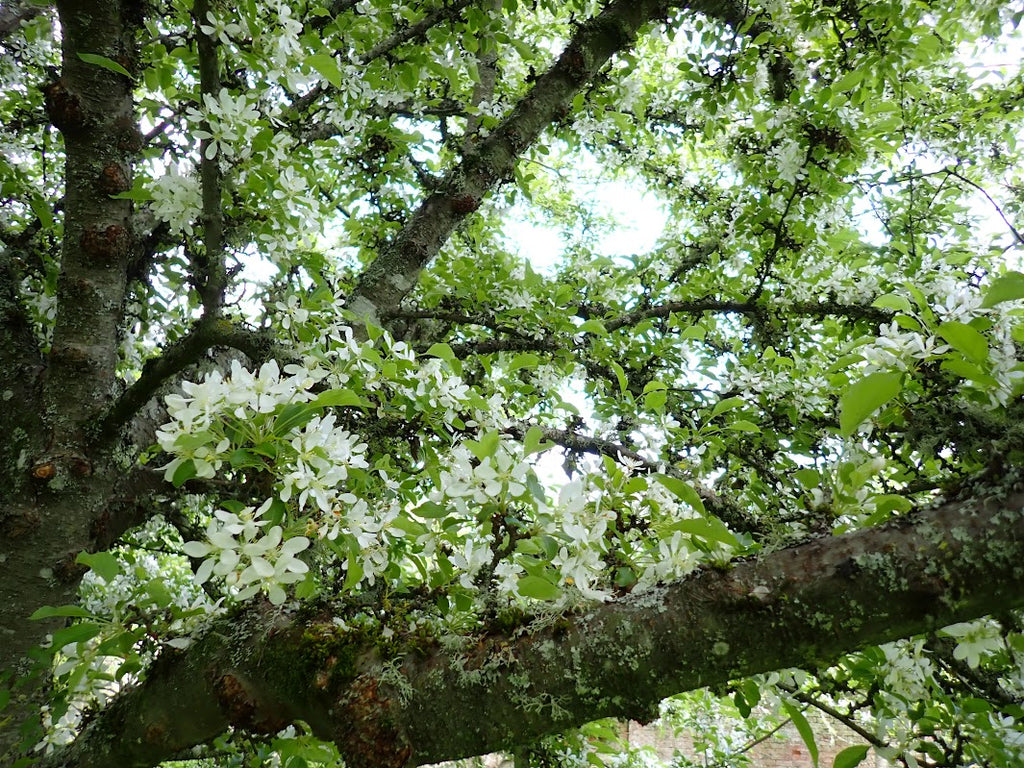 Malus 'White Star'