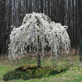 Prunus yedoensis 'Pendula