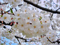 Prunus yedoensis