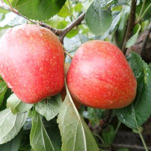 Adam's Pearmain - Apple Tree