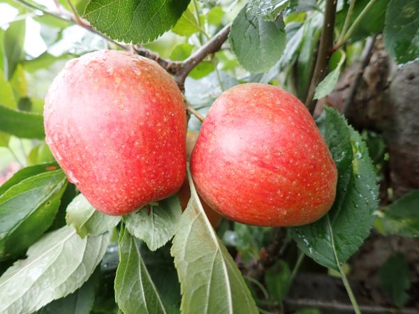 Adam's Pearmain - Apple Tree