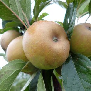 Ashmeads Kernel - Apple Tree