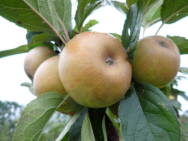 Ashmeads Kernel - Apple Tree