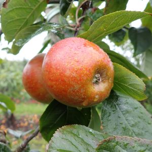 Blenheim Orange - Apple Tree