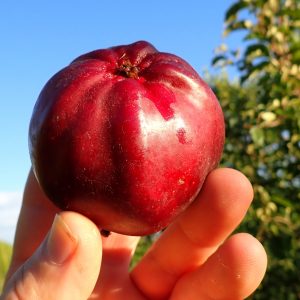 Bloody Ploughman - Apple Tree