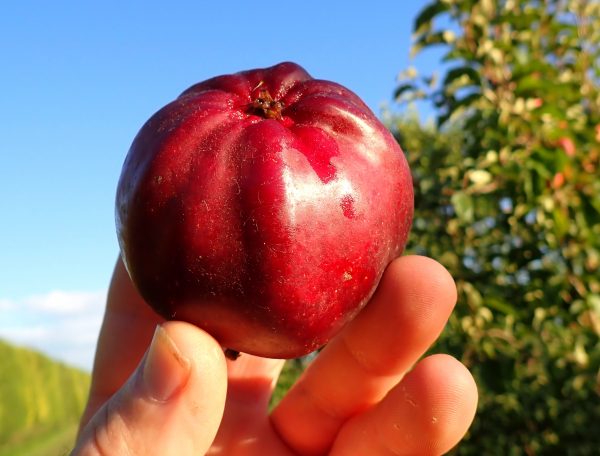 Bloody Ploughman - Apple Tree